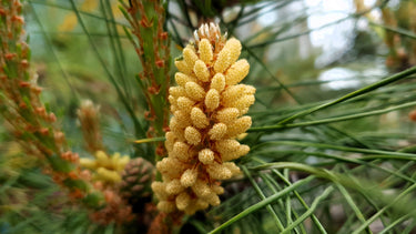10 RED Japanese PINE TREE Korean Pinus Densiflora Evergreen Seeds
